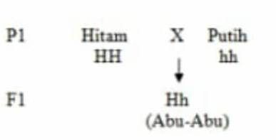 Perhatikan Bagan Persilangan! Bila F1 Disilangkan...