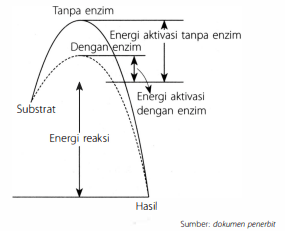 Perhatikan Grafik Kerja Enzim Berikut Pernyataan Y...