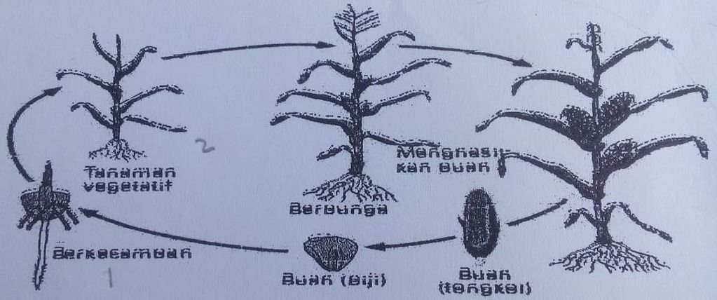 Perhatikan Gambar Tumbuhan Berikut A. Jelaskan P...