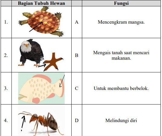 Pasangan Yang Tepat Antara Bagian Tubuh Hewan Dan ...