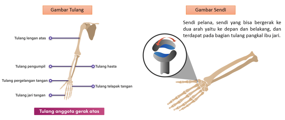 Apa Saja Sistem Gerak Pada Manusia? Gambar Dan Bua...