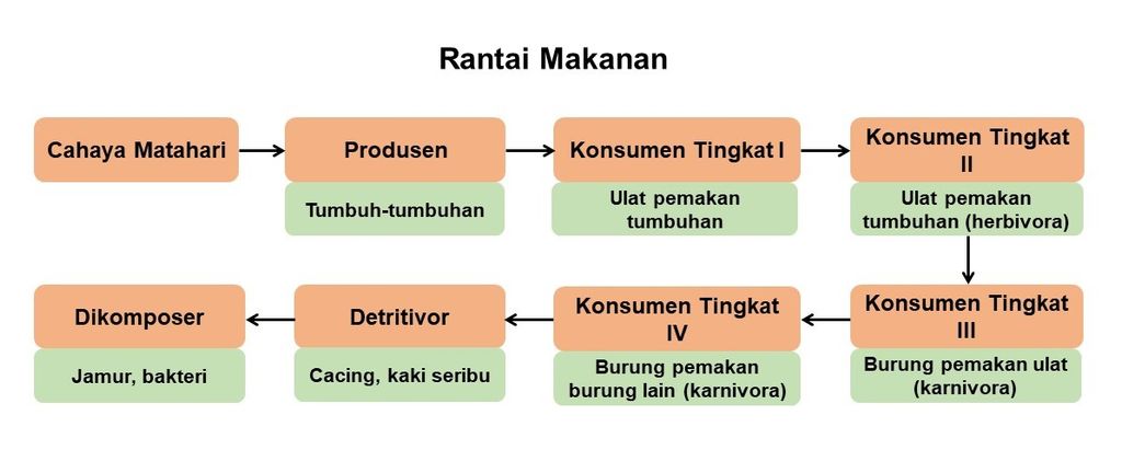 Buatlah Skema Perpindahan Energi Pada Rantai Makan...