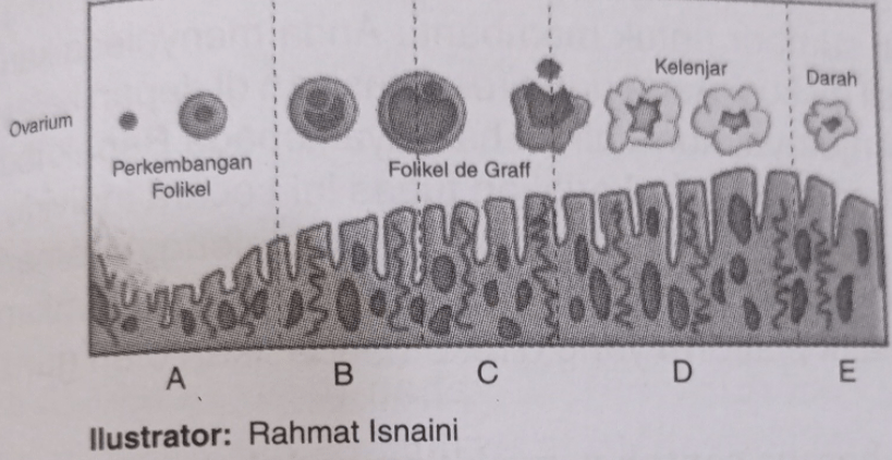 Perhatikan Diagram Siklus Menstruasi Berikut! Dar...