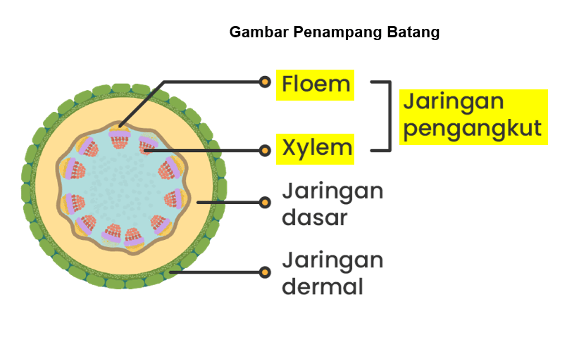 Gambar Jaringan Xilem Dan Floem...