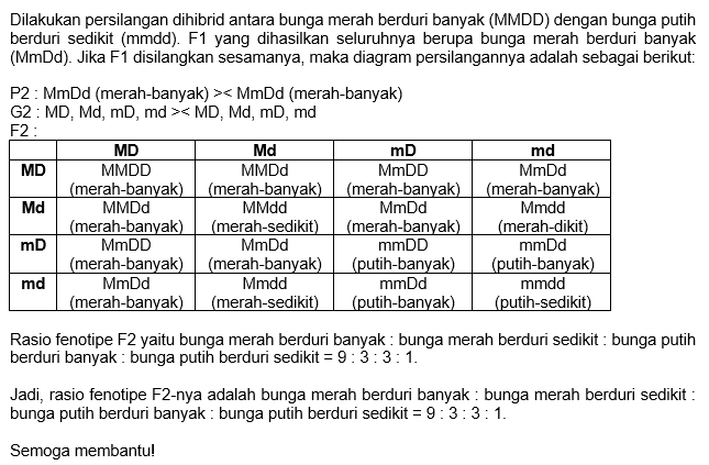 Di Akukan Persilangan Dihibrid Antara Bunga Merah ...