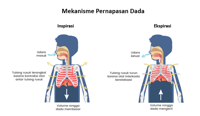 Jelaskan Mekanisme Inspirasi Dan Ekspirasi Pada Si...