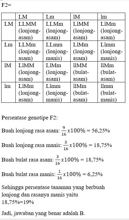 Tanaman Tomat Yang Berbuah Lonjong Rasanya Manis ...