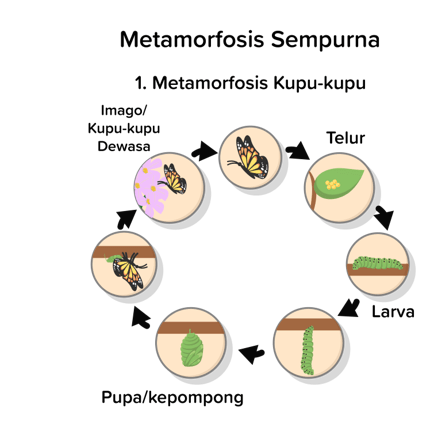 Gambarkan tahap Metamorfosis pada kupu-kupudan ber...
