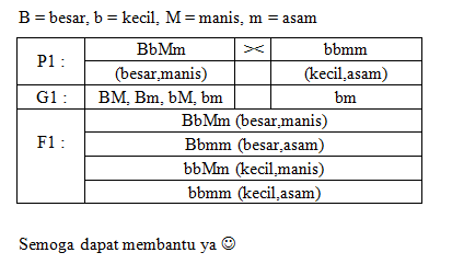 Anin Menyilangkan Tanaman Mangga Berbuah Besar Ras...