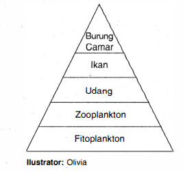 Perhatikan Piramida Ekologi Berikut! Berdasarkan ...