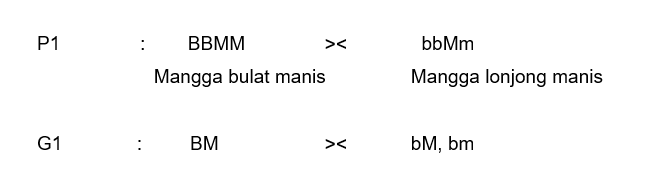 Disilangkan Tanaman Mangga Bulat Manit(BBMM) Denga...