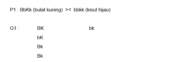 7. Mangga Bentuk Bulat (B) Dominan Terhadap Bentuk...