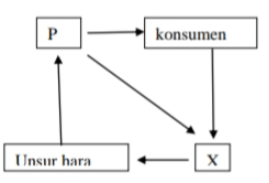 Perhatikan Diagram Rantai Makanan Berikut : Peran...