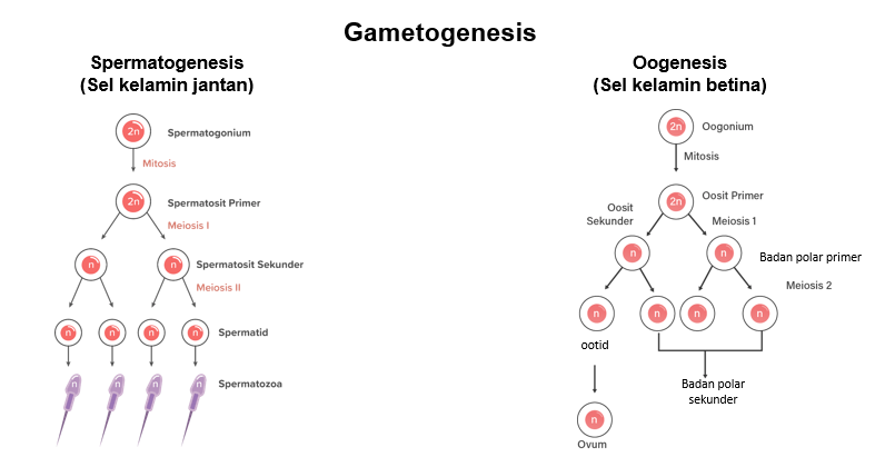 Jelaskan Proses Pembentukan Sel Kelamin 