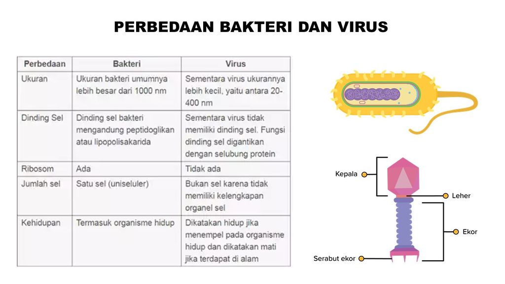 Perbedaan Virus Dan Bakteri - Homecare24