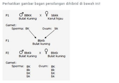 Perhatikan Gambar Bagan Persilangan Dihibrid Di Ba...