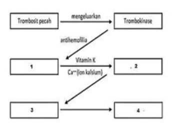 Perhatikan Skema Proses Pembekuandarah Di Samping....