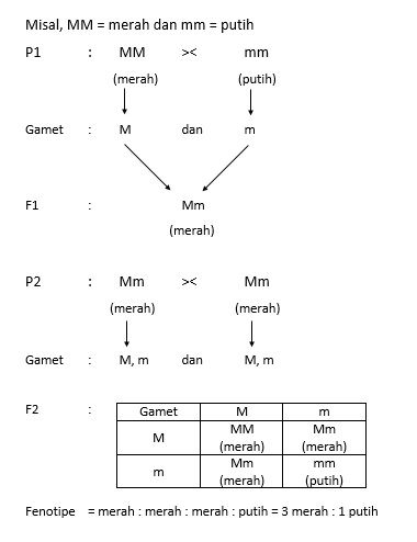 Perhatikan Diagram Persilangan Berikut. Persenta ...