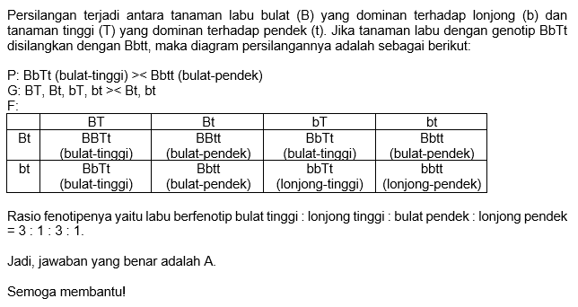 Persilangan Antara Tanaman Labu Bulat (B) Dominan ...