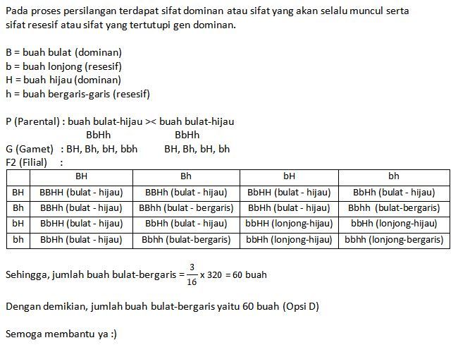 Pada Semangka Bentuk Buah Bulat (B) Dominan Terhad...