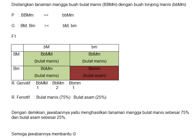 Disilangkan Tanaman Mangga Buah Bulat Manis (BBMm)...