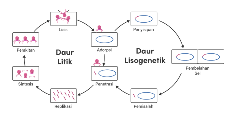 Gambar Siklus Reproduksi Virus 4792