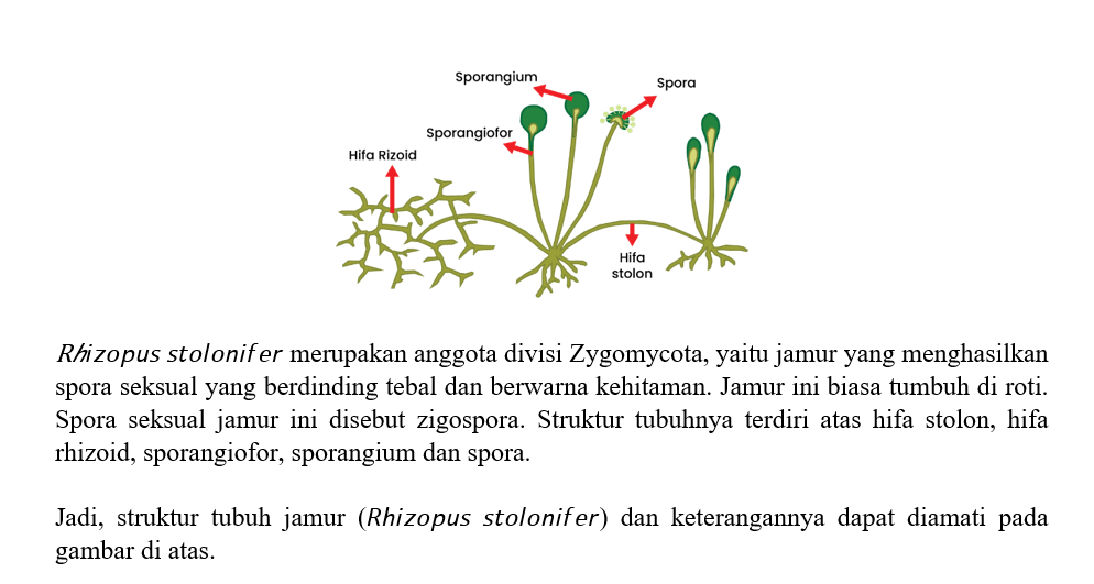 Gambarkan Struktur Tubuh Jamur Rhizopus Stolonife