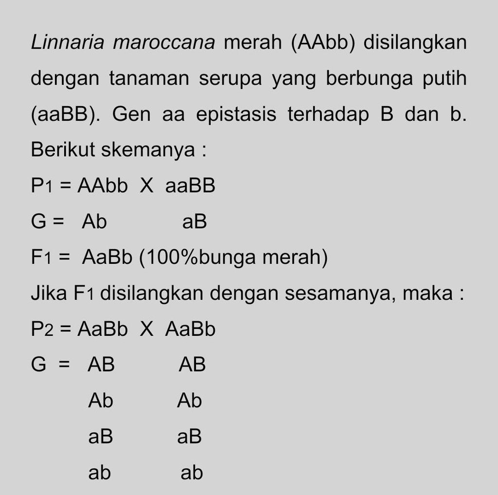 Linnaria Maroccana Merah (AAbb) Disilangkan Dengan...