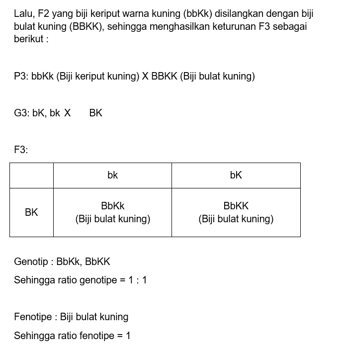 Pak Budi Menyilangkan Galur Murni Kacang Kapri Ber...