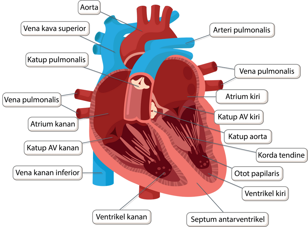 Bagian Bagian Jantung Beserta Gambarnya...