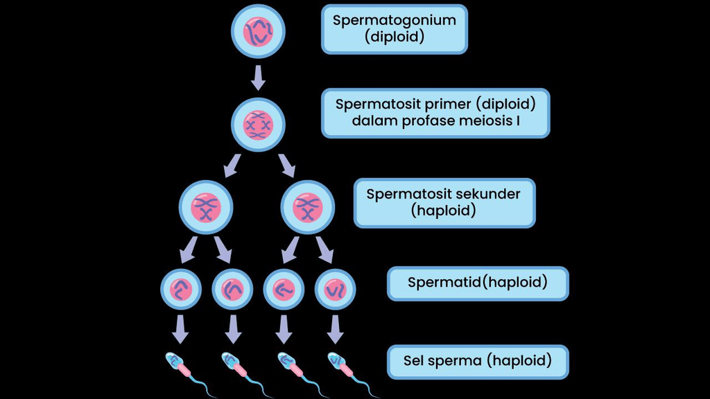 Gambarkan Skema Gametogenesis Pada Pria