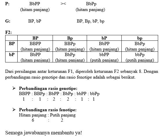 Diketahui Gen B (Hitam) Lebih Dominan Terhadap Gen...