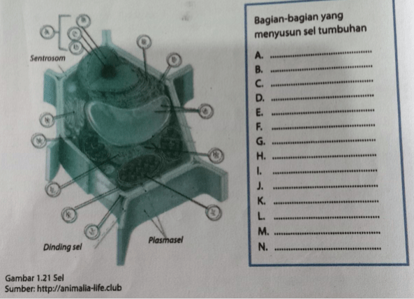 Perhatikan Gambar Sel Di Bawah Ini. Identifikasila...