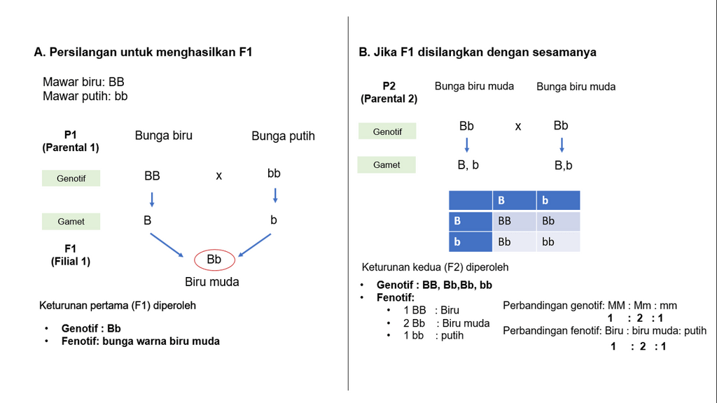 Persilangan Antara Bunga Warna Biru Dengan Bunga W...