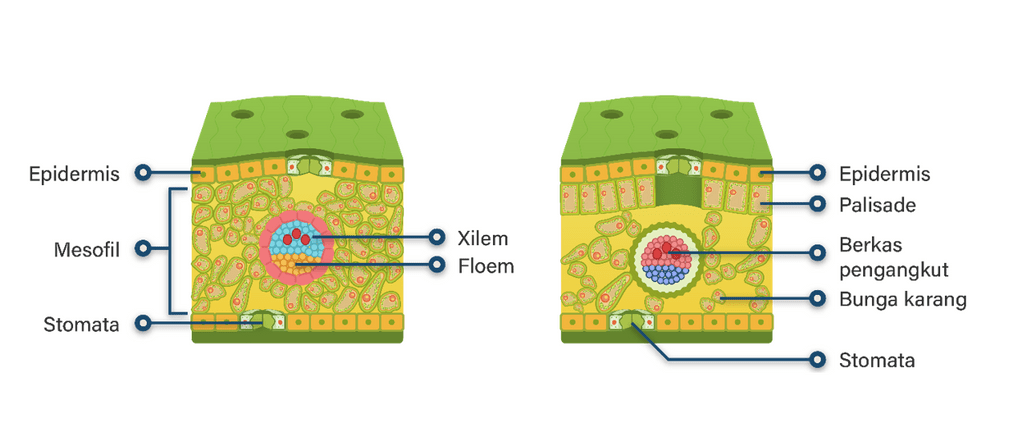 Gambarkan Struktur Jaringan Daun Monokotil Dan Dik...