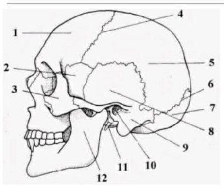 Tuliskan nama bagian tengkorak yang ditunjukkan ol...