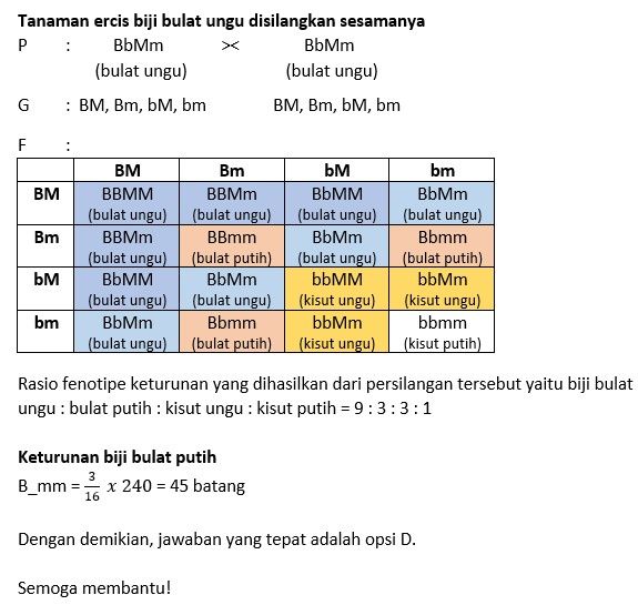 Pada Ercis (Pisum Sativum) Bentuk Bijii Bulat (B)