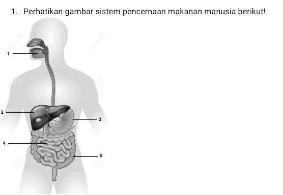 Perhatikan Gambar Sistem Pencernaan Berikut Nama - Buickcafe.com