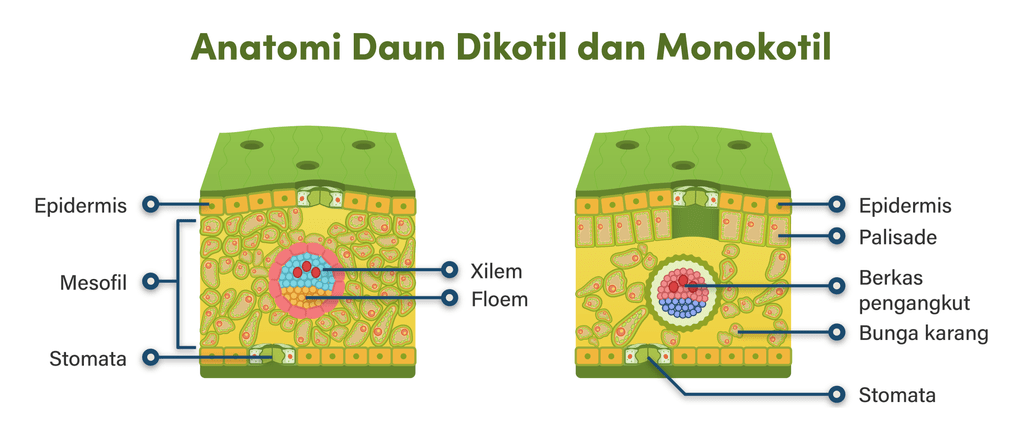 gambarkan struktur melintang daun monokotil dan di...
