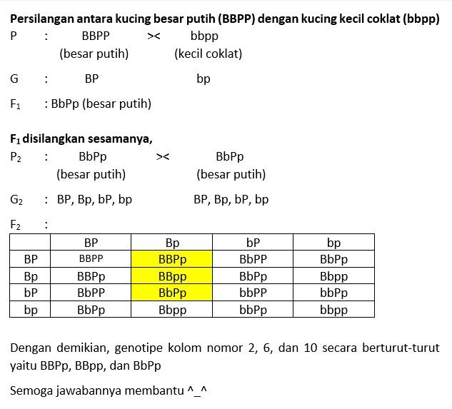 Seekor Kucing Bertubuh Besar Berwarna Putih (BBPP)...