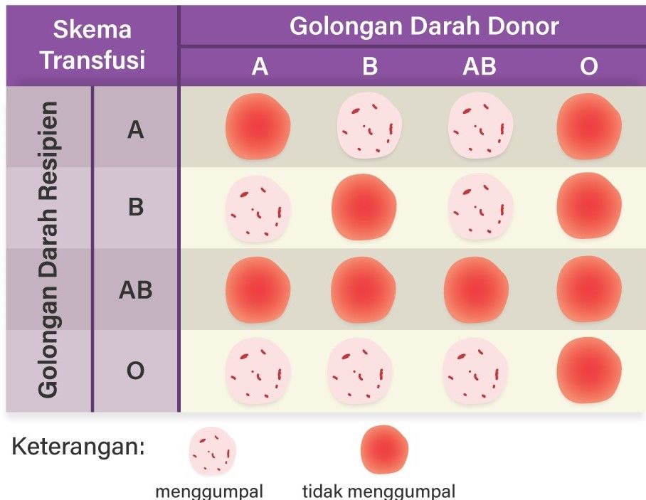 Mengapa Golongan Darah AB Dapat Menerima Darah Dar...