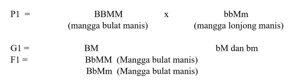 Disilangkan Mangga Bulat Manis (BBMM) Dengan Mangg...