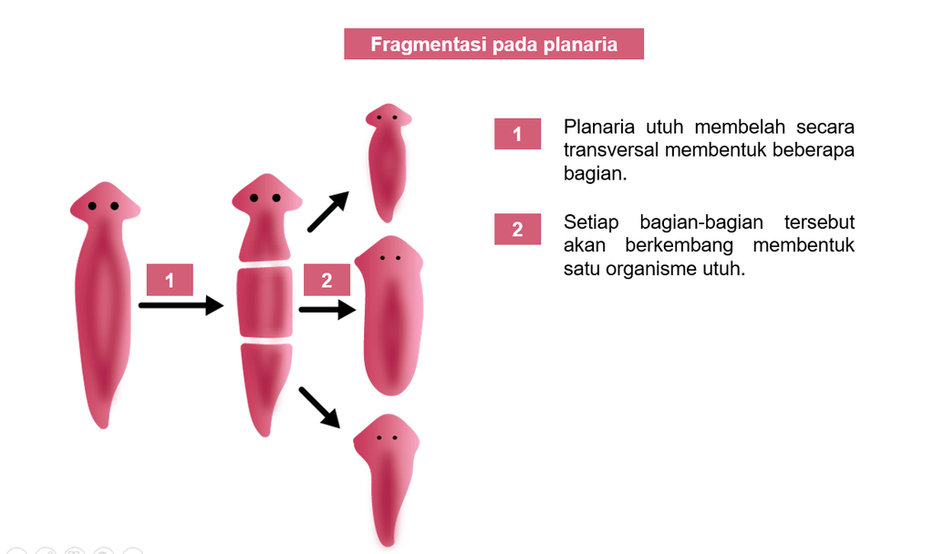 cara perkembangbiakan planaria dan gambarnya....