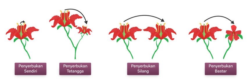 Apa Yang Di Maksud Dengan Penyerbukan