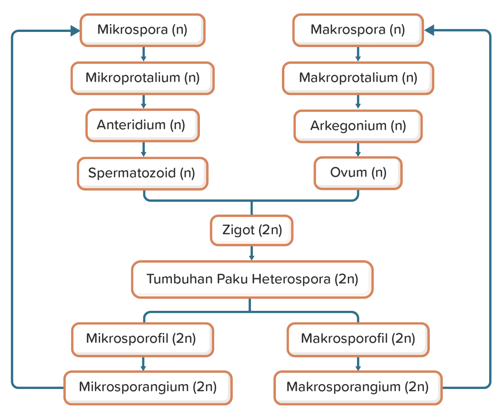 Jelaskan Reproduksi Dari Paku Beserta Skema Metage...