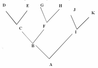 Perhatikan Pohon Filogeni (kladogram) Berikut. Spe...