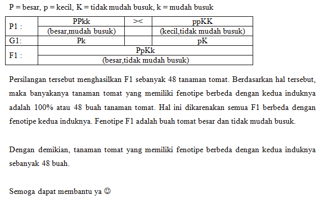 Seorang Petani Menyilangkan Tanaman Tomat Berbuah ...