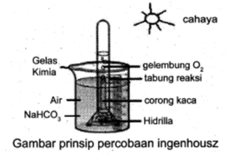 Perhatikan Gambar Percobaan Ingen House Berikut In...