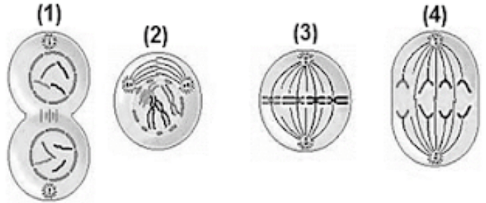 Perhatikan Gambar Tahap-tahap Pembelahan Mitosis B...