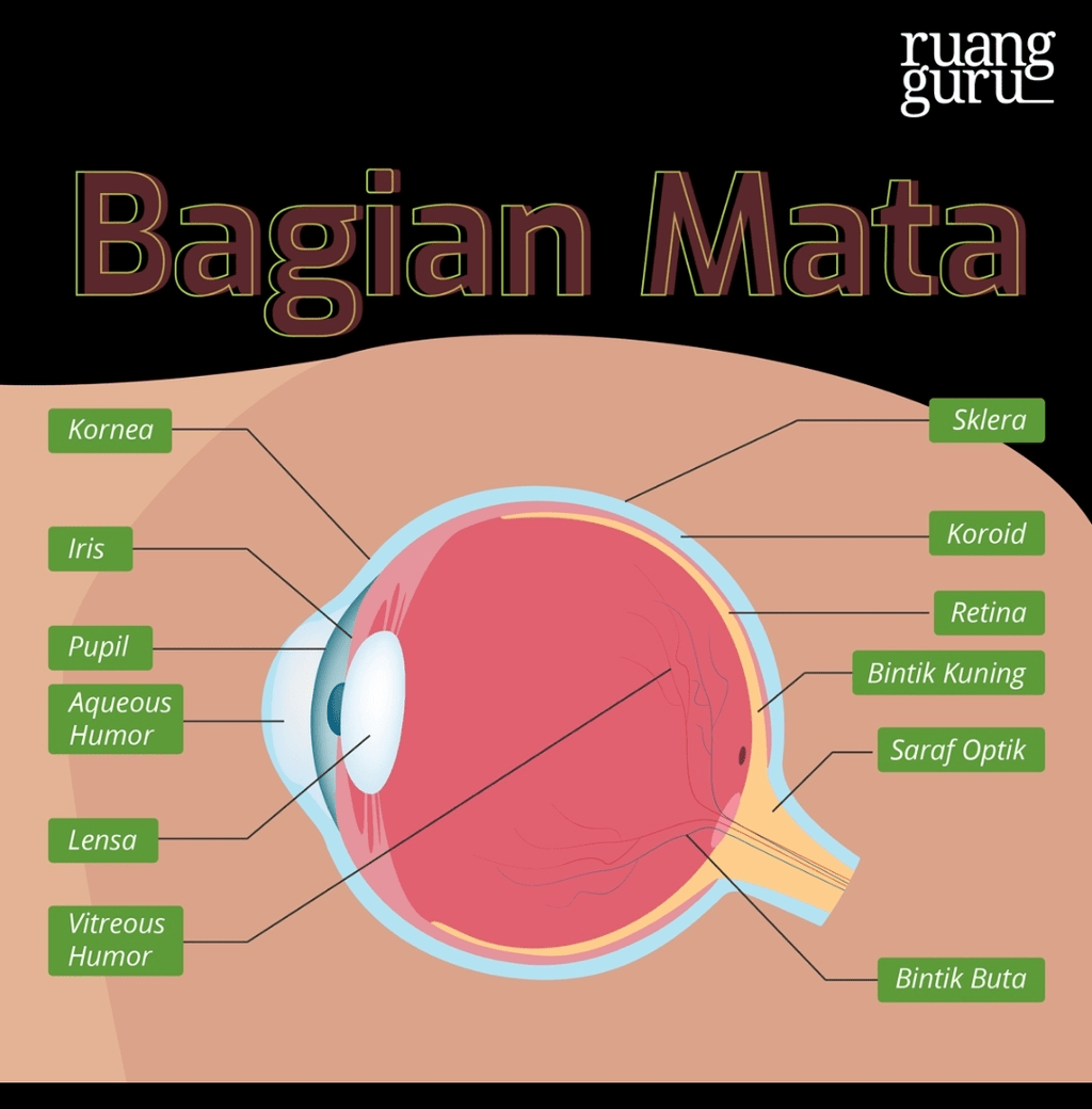 Bagian Mata Yang Berfungsi Mengatur Jumlah Cahaya